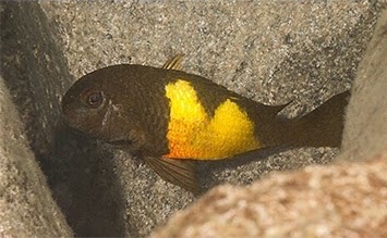 Tropheus sp. 'kaiser' hybrids